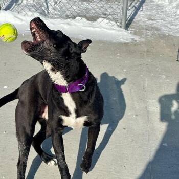 Milo -  Pit Bull Terrier Dog for Adoption in Matteson, Illinois - Milo | PetCurious