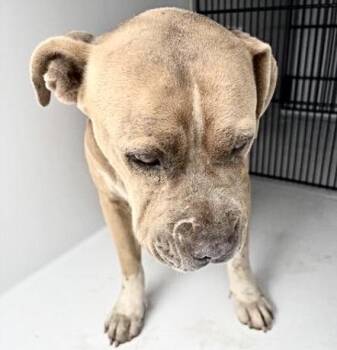 A657328 -  Pit Bull Terrier Dog for Adoption in Houston, Texas - A657328 | PetCurious
