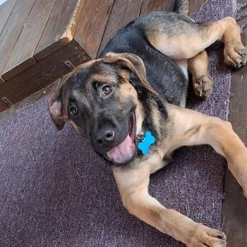 Ryker (26-348) -  German Shepherd Dog Dog for Adoption in New Ringgold, Pennsylvania - Ryker (26-348) | PetCurious