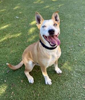 Rescue Pit Bull Terrier and Siberian Husky Dogs for Adoption in Hutchinson, Kansas - Leo | PetCurious