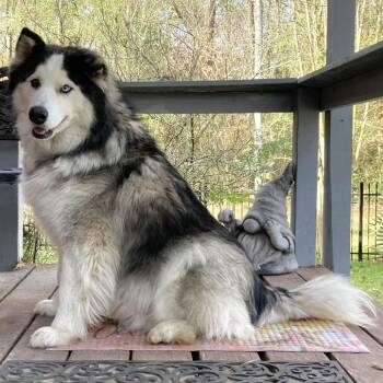 Alaskan Malamute and Siberian Husky Dogs Available for Adoption - Ace | PetCurious