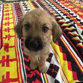 Poodle and Golden Retriever Dogs Available for Adoption in Loxahatchee Groves, Florida - George 2252 | PetCurious