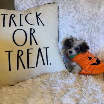 Static -  Poodle and Maltese Dog for Adoption in Chico, California - Static | PetCurious