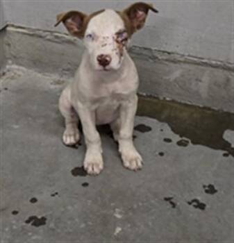 EILEEN -  Pit Bull Terrier Dog for Adoption in Camarillo, California - EILEEN | PetCurious
