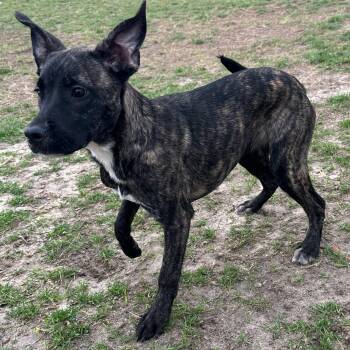 Bulldog Dogs Available for Adoption - S’more | PetCurious