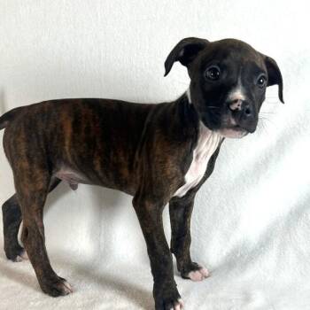 Bob Marley -  Mixed Breed Dog for Adoption in Johnson City, Tennessee - Bob Marley | PetCurious