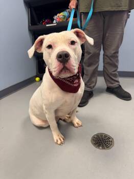 Moana -  Terrier Dog for Adoption in Zanesville, Ohio - Moana | PetCurious