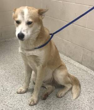 Labrador Retriever and Siberian Husky Dogs Available for Adoption in Conroe, Texas - HUGO | PetCurious