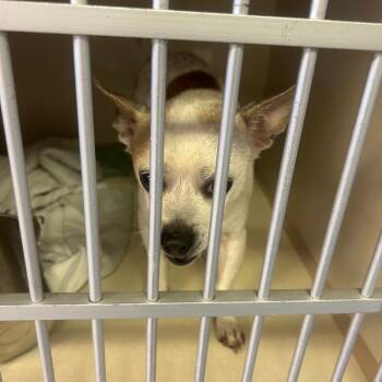 Rescue Chihuahua Dogs for Adoption in Northbrook, Illinois - June Bug | PetCurious