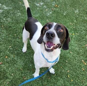 Rescue Beagle Dogs for Adoption in Indianapolis, Indiana - Houndini | PetCurious