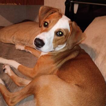 Lakota -  Mixed Breed Dog for Adoption in Conway, New Hampshire - Lakota | PetCurious