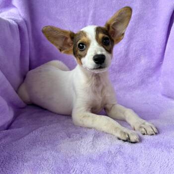 Cornflake -  Jack Russell Terrier and Cattle Dog Dog for Adoption in Carencro, Louisiana - Cornflake | PetCurious