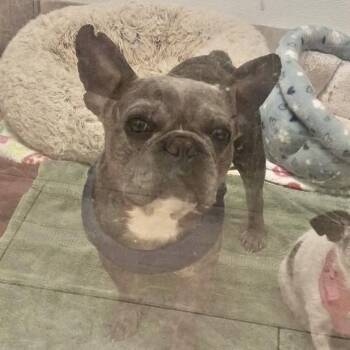 Callen -  French Bulldog Dog for Adoption in Oceanside, California - Callen | PetCurious