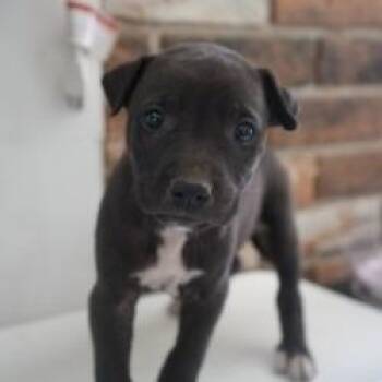 Mixed Breed Dogs Available for Adoption in Bellingham, Washington - Croissant | PetCurious