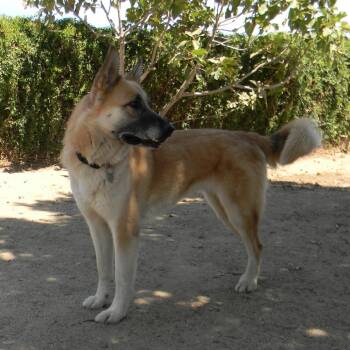 Mia -  German Shepherd Dog and Mixed Breed Dog for Adoption in Riverside, California - Mia | PetCurious