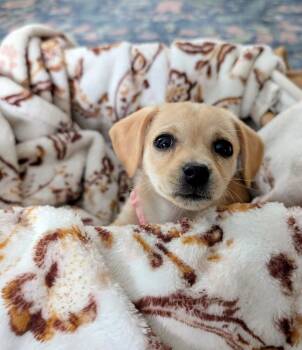 Chihuahua Dogs Available for Adoption - Chassis | PetCurious