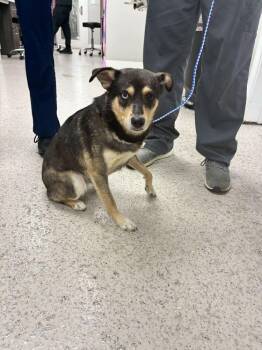 Belgian Shepherd Sheepdog Dogs Available for Adoption in Marietta, Georgia - Melvin | PetCurious