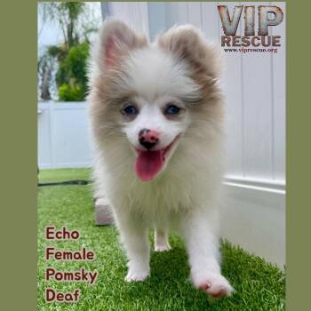 Echo / Redington Beach -  Pomeranian Dog for Adoption in Redington Beach, Florida - Echo / Redington Beach | PetCurious