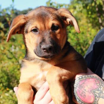 CT Bruno -  German Shepherd Dog and Mixed Breed Dog for Adoption in Eastford, Connecticut - CT Bruno | PetCurious