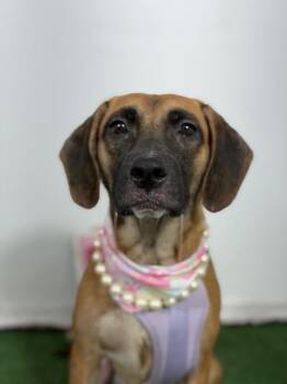 Winnie-One of our Amazing Rescue Dogs -  Redbone Coonhound and Shepherd Dog for Adoption in Carlsbad, California - Winnie-One Of Our Amazing Rescue Dogs | PetCurious