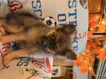 Tiffany -  Pomeranian Dog for Adoption in North Freedom, Wisconsin - Tiffany | PetCurious
