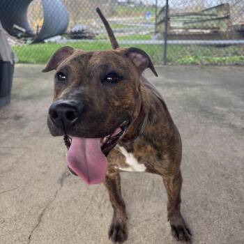 Thelma -  Pit Bull Terrier and Mixed Breed Dog for Adoption in Waynesburg, Pennsylvania - Thelma | PetCurious