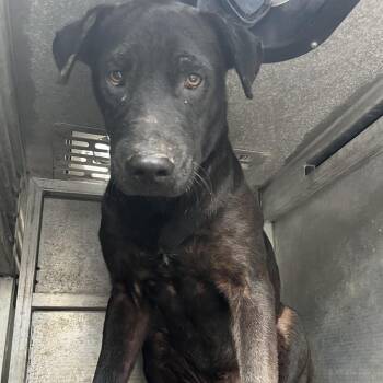 Nile -  Pit Bull Terrier and Mixed Breed Dog for Adoption in Edinburg, Texas - Nile | PetCurious
