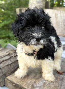 Treena -  Shih Poo Dog for Adoption in Bancroft, Ontario - Treena | PetCurious