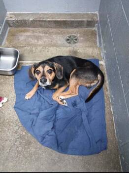 Ringo -  Beagle and Terrier Dog for Adoption in Evansville, Indiana - Ringo | PetCurious