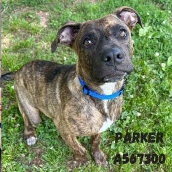 Pit Bull Terrier and Mixed Breed Dogs Available for Adoption - PARKER | PetCurious
