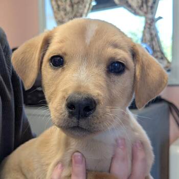 Mixed Breed Dogs Available for Adoption in Huntsville, Arkansas - Corn Bread | PetCurious