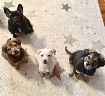 Australian Shepherd and Siberian Husky Dogs Available for Adoption - Saiontz & Kirk | PetCurious