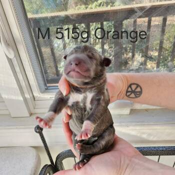 Labrador Retriever and Mastiff Dogs Available for Adoption in Fairfax Station, Virginia - Birdie Pup - Falco | PetCurious