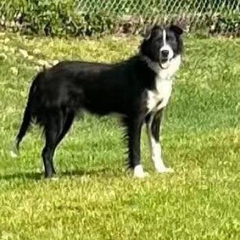 Pace -  Mixed Breed Dog for Adoption in Fredericksburg, Virginia - Pace | PetCurious