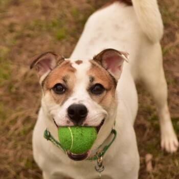 Mixed Breed Dogs Available for Adoption in Owosso, Michigan - Sally Sue | PetCurious