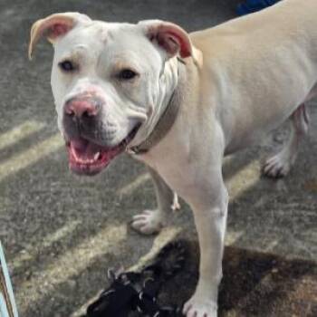 Pit Bull Terrier Dogs Available for Adoption - GISELLE | PetCurious