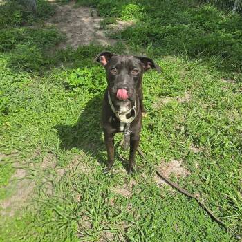 Vader -  Mixed Breed Dog for Adoption in Lake Panasoffkee, Florida - Vader | PetCurious