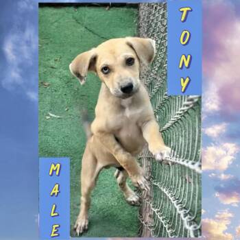 Tony -  Husky Dog for Adoption in Manchester, Connecticut - Tony | PetCurious