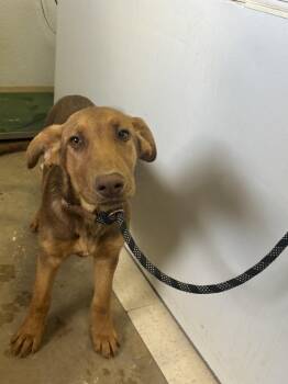 Doberman Pinscher and Mixed Breed Dogs Available for Adoption in Moriarty, New Mexico - Archer | PetCurious
