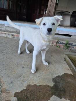 Rescue Labrador Retriever Dogs for Adoption in Elma, Washington - GoDong-Sweetie  :) | PetCurious