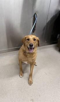 FLOKI GEORGE -  Labrador Retriever and Mixed Breed Dog for Adoption in Fairbanks, Alaska - FLOKI GEORGE | PetCurious