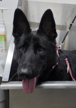 Kokoro -  German Shepherd Dog Dog for Adoption in Louisa, Virginia - Kokoro | PetCurious