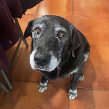 Carver -  Labrador Retriever Dog for Adoption in San Diego, California - Carver | PetCurious