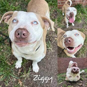 Rescue Staffordshire Bull Terrier and Pit Bull Terrier Dogs for Adoption in Fairhope, Alabama - Ziggy | PetCurious