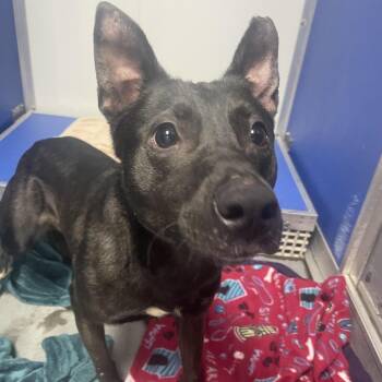 Mixed Breed Dogs Available for Adoption in Dickinson, Texas - Lizzie | PetCurious