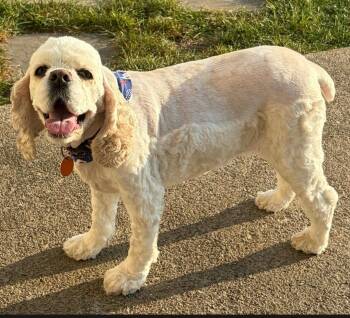 Willow -  Cocker Spaniel Dog for Adoption in Merrillville, Indiana - Willow | PetCurious