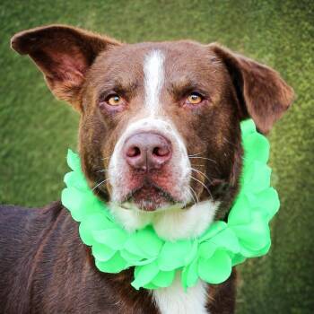 Brick -  Mixed Breed Dog for Adoption in Lake Jackson, Texas - Brick | PetCurious