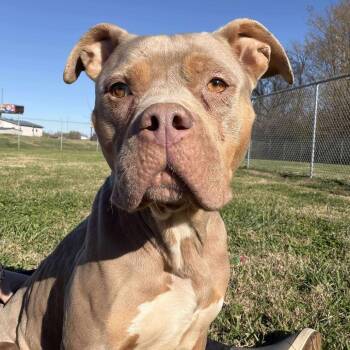 Mixed Breed Dogs Available for Adoption - Rue | PetCurious