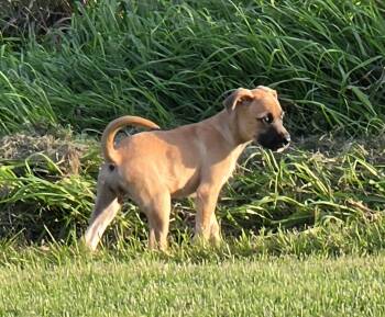 THELMA -  Terrier Dog for Adoption in Macomb, Michigan - THELMA | PetCurious