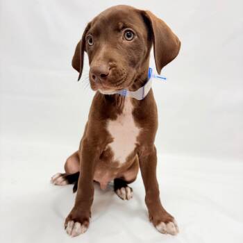 781 (2026) Cosmo -  German Shorthaired Pointer and Mixed Breed Dog for Adoption in Parker, Colorado - 781 (2026) Cosmo | PetCurious